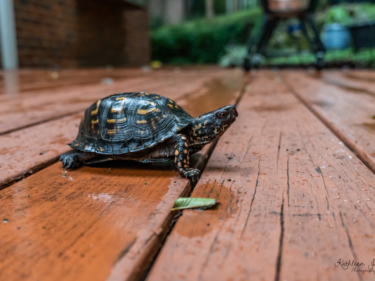 Hello Turtle Friend&nbsp;🐢