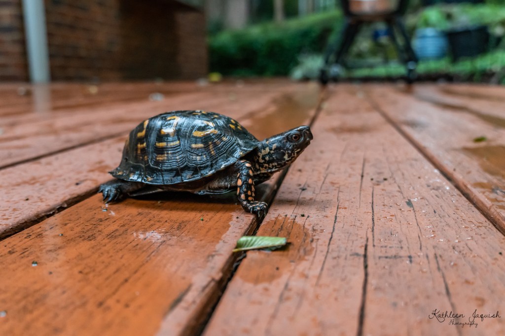 Hello Turtle Friend&nbsp;🐢